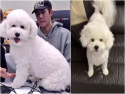 EXO世勳愛犬VIVI瘦身成功 又成為熱門話題了！
