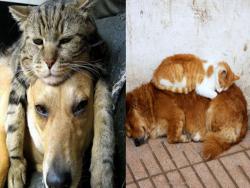 誰說貓狗就一定會大戰？25張超療癒照片證明貓狗也可以是好朋友！ 