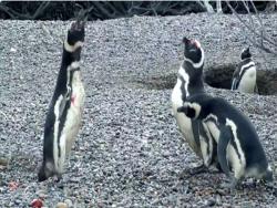 回巢公企鵝發現妻子外遇，氣不過的牠與新歡決一死戰…最後的結局令人心酸啊！